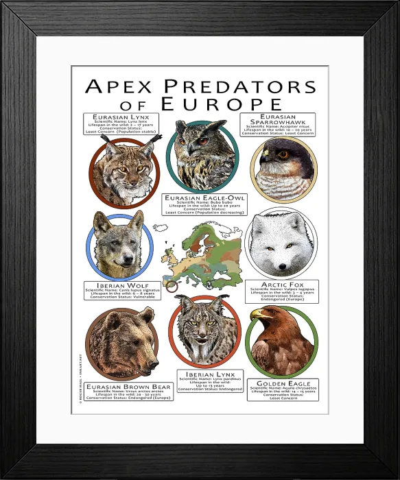 Framed Print : Apex Predators of Europe Framed Print : Apex Predators of Europe
