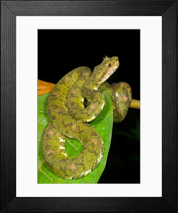 Framed Print : Eyelash Viper Framed Print : Eyelash Viper