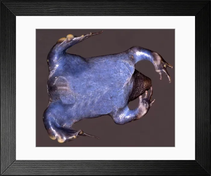 Framed Print : Mexican Burrowing Toad Framed Print : Mexican Burrowing Toad