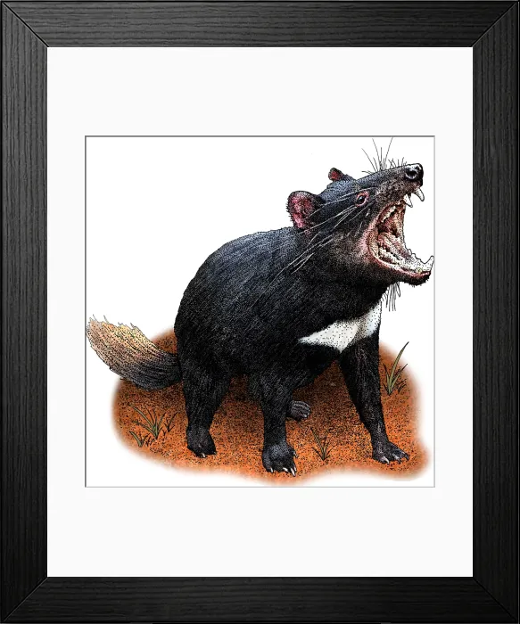 Framed Print : Tasmanian Devil Framed Print : Tasmanian Devil