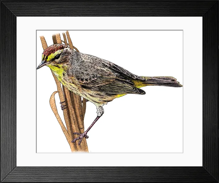 Framed Print : Palm Warbler Framed Print : Palm Warbler