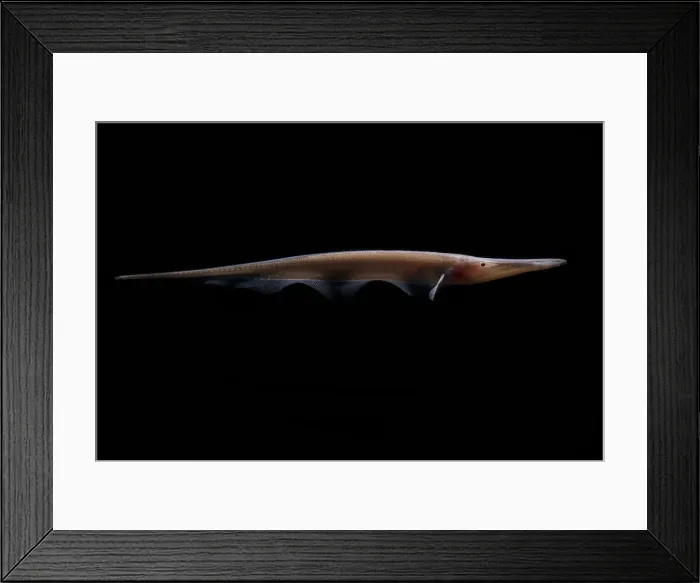 Framed Print : Amazon River fish