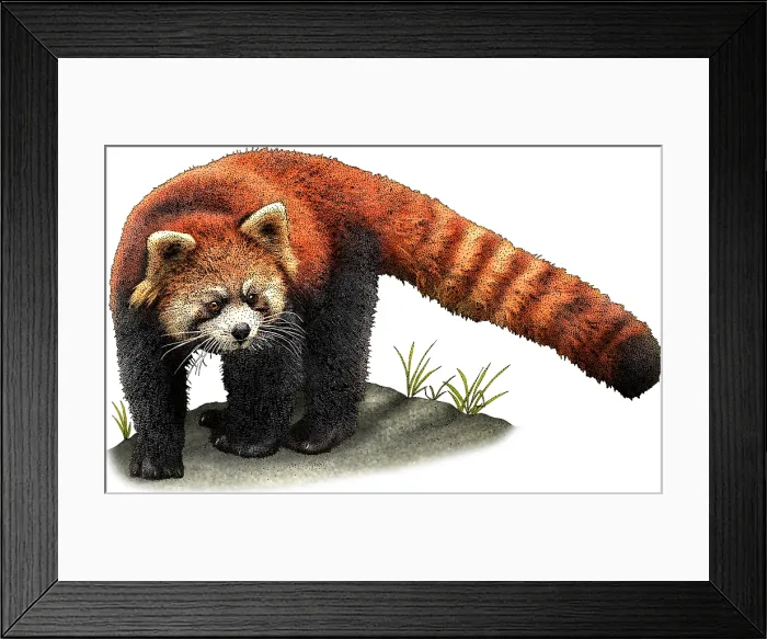 Framed Print : Red panda. Illustration of a Red panda (Ailurus fulgens) Framed Print : Red panda. Illustration of a Red panda (Ailurus fulgens)