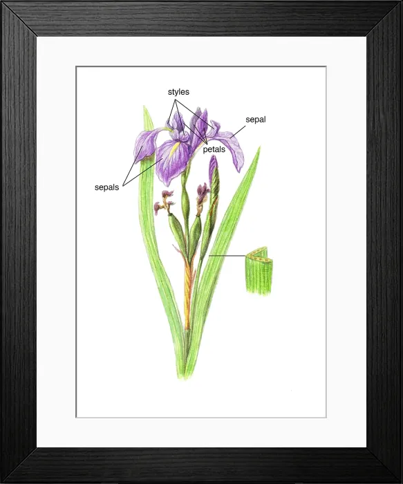 Framed Print : Wild Iris. Labelled illustration of the wild iris (Dietes iridioides) Framed Print : Wild Iris. Labelled illustration of the wild iris (Dietes iridioides)