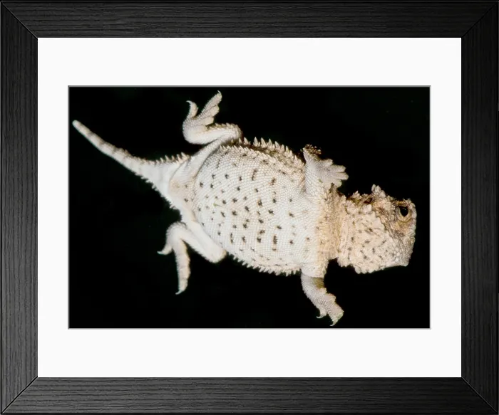 Framed Print : Juvenile Texas Horned Lizard (Phrynosoma cornutum) Framed Print : Juvenile Texas Horned Lizard (Phrynosoma cornutum)