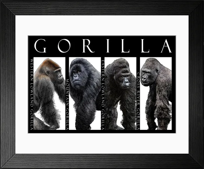 Framed Print : Gorillas, Poster Framed Print : Gorillas, Poster