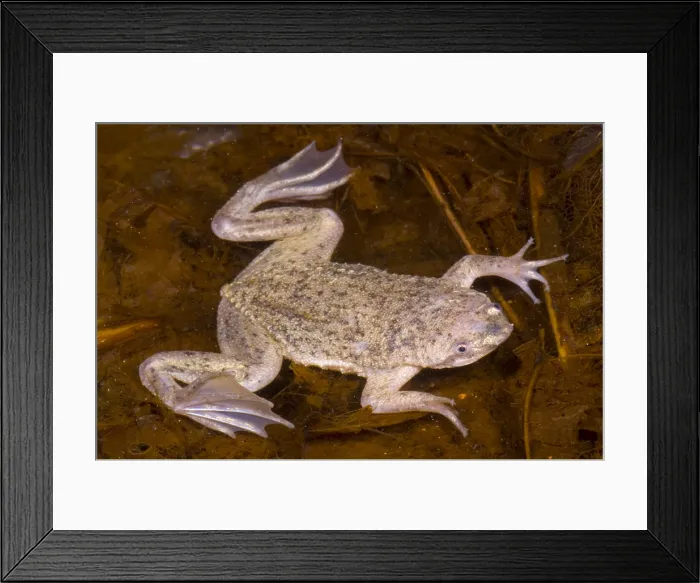 Framed Print : Sabana Surinam Toad