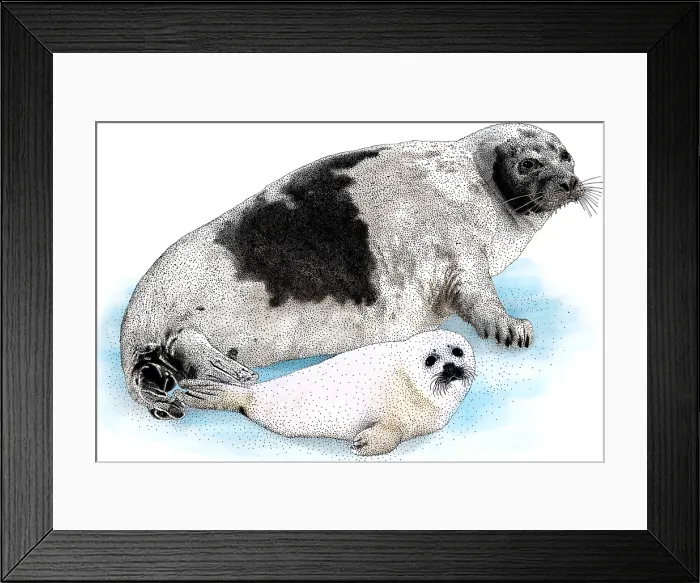 Framed Print : Harp Seal. Illustration of a Harp Seal (Pagophilus groenlandicus) Framed Print : Harp Seal. Illustration of a Harp Seal (Pagophilus groenlandicus)