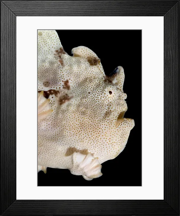Framed Print : Warty Frogfish Framed Print : Warty Frogfish