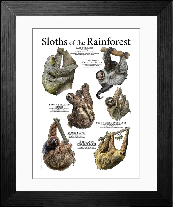 Framed Print : Sloths of the Rainforest Framed Print : Sloths of the Rainforest