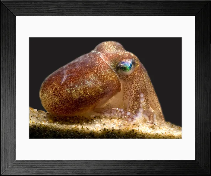 Framed Print : Stubby Squid Framed Print : Stubby Squid
