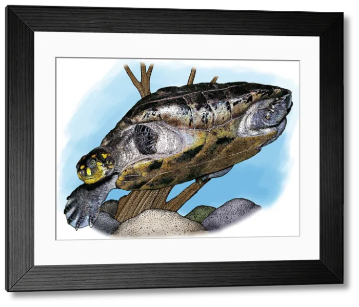 Framed Print : Yellow spotted river turtle Framed Print : Yellow spotted river turtle