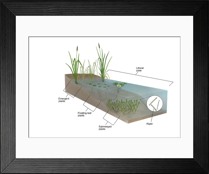 Framed Print : Littoral Zone