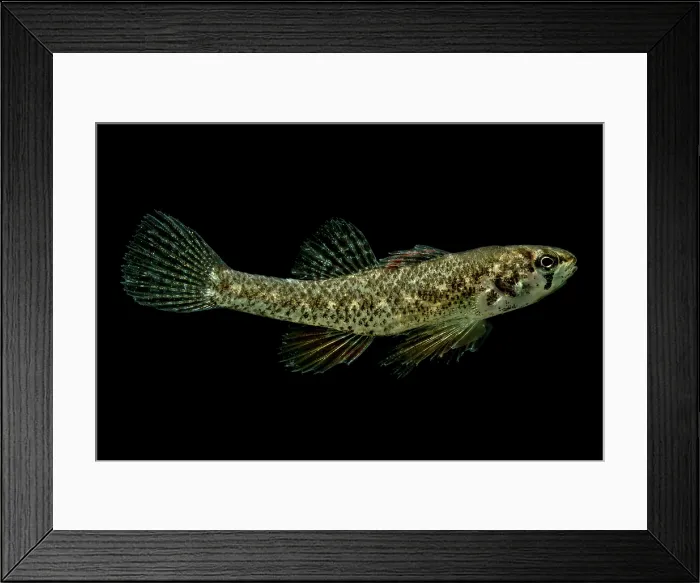 Framed Print : Least Darter (Etheostoma microperca)