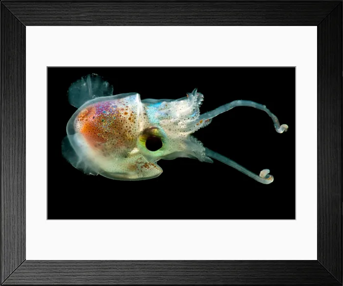 Framed Print : Bobtail Squid (Heteroteuthis dagamensis) Framed Print : Bobtail Squid (Heteroteuthis dagamensis)