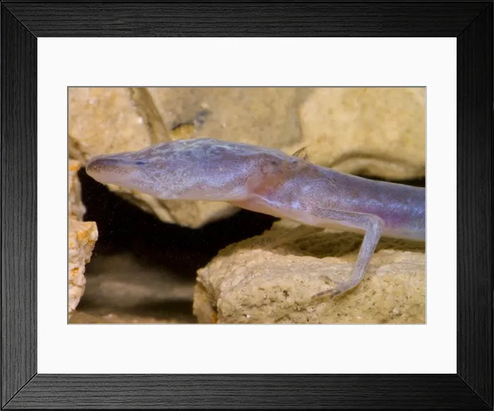 Framed Print : Austin Blind Salamander Framed Print : Austin Blind Salamander