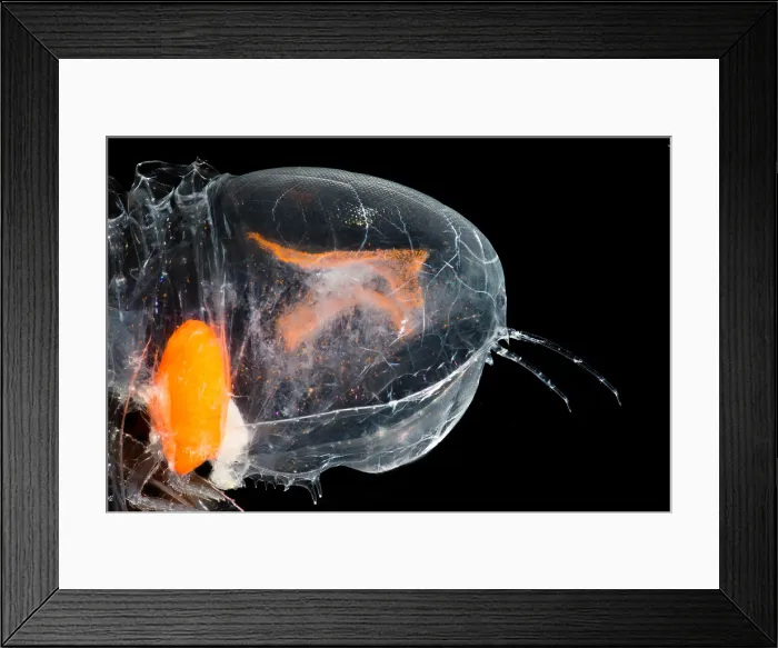 Framed Print : Giant Amphipod (Cystisoma sp.) Framed Print : Giant Amphipod (Cystisoma sp.)