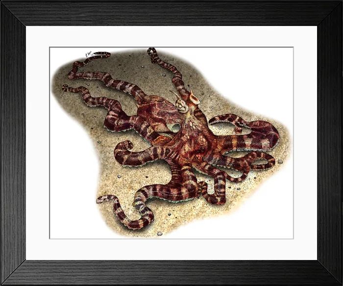 Framed Print : Mimic Octopus