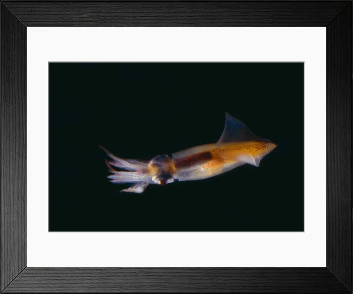 Framed Print : Firefly Squid Framed Print : Firefly Squid