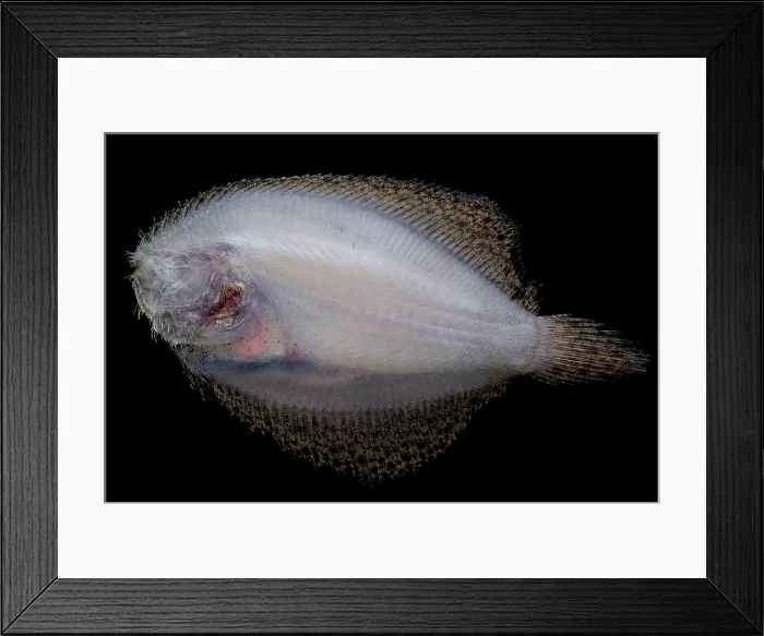 Framed Print : Freshwater Flounder Framed Print : Freshwater Flounder