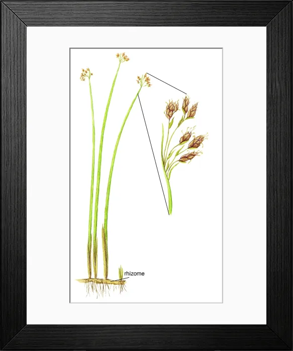 Framed Print : Softstem Bulrush Framed Print : Softstem Bulrush