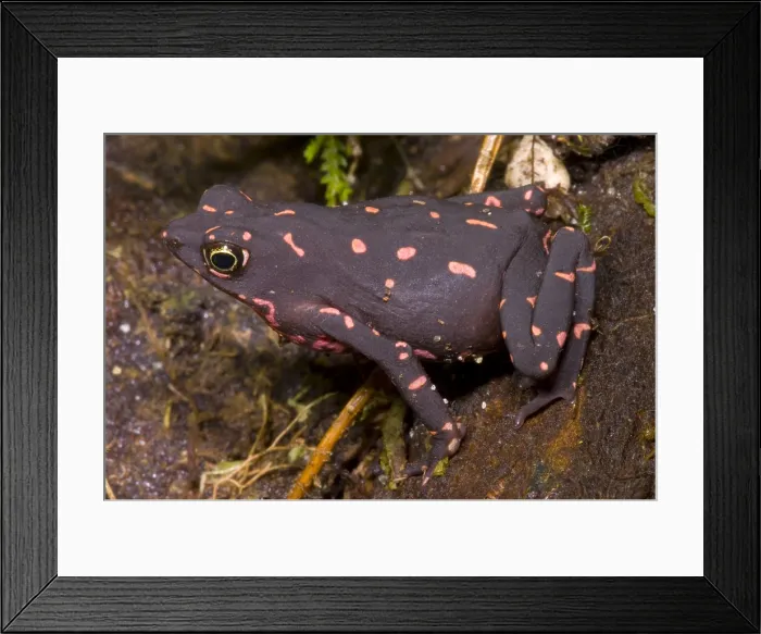 Framed Print : Harlequin Frog