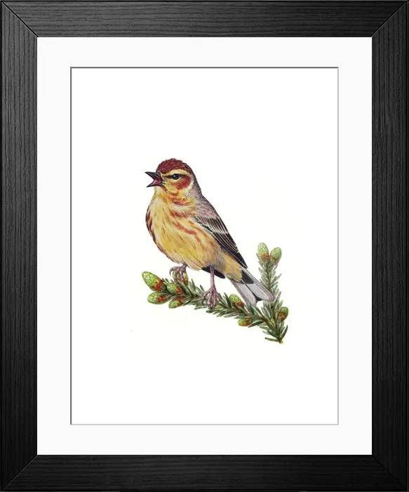Framed Print : Palm Warbler (Setophaga palmarum) Framed Print : Palm Warbler (Setophaga palmarum)