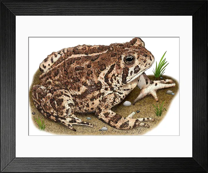 Framed Print : Woodhouse's Toad, Illustration Framed Print : Woodhouse's Toad, Illustration
