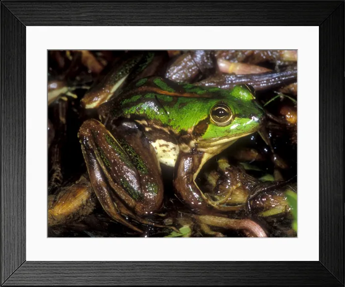 Framed Print : Tocantins River Pseudid Frog Framed Print : Tocantins River Pseudid Frog
