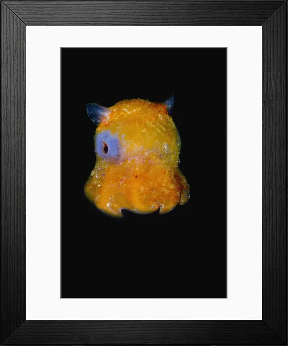 Framed Print : Flapjack Octopus Framed Print : Flapjack Octopus