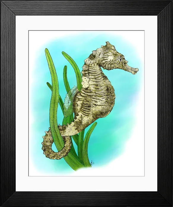 Framed Print : Dwarf Seahorse