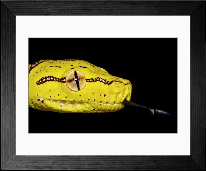 Framed Print : Juvenile Green Tree Python (Morelia viridis) Framed Print : Juvenile Green Tree Python (Morelia viridis)