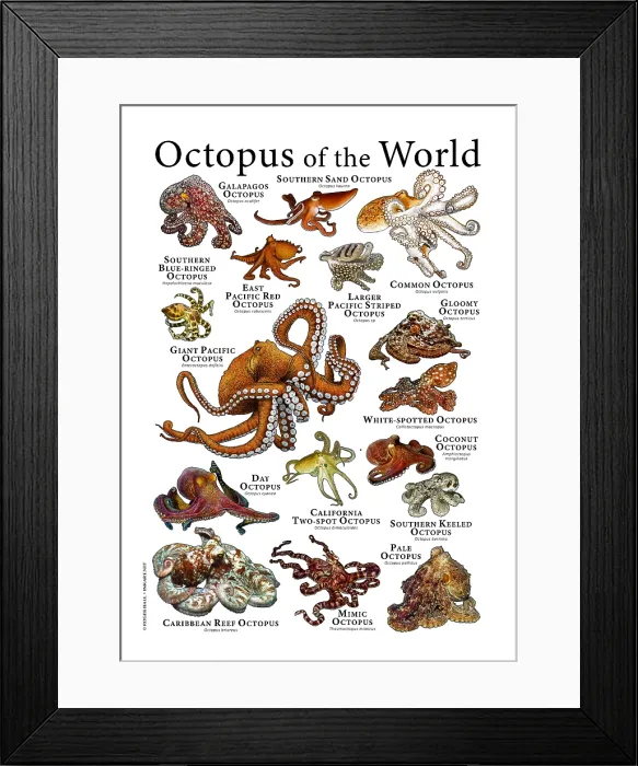 Framed Print : Octopus of the World