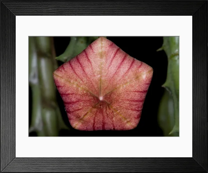 Framed Print : Stapelia Bud Framed Print : Stapelia Bud