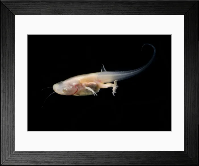 Framed Print : African Clawed Frog tadpole