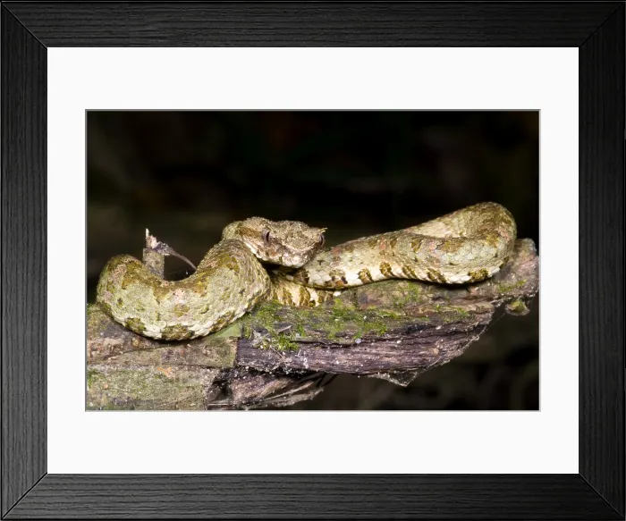 Framed Print : Eyelash Viper