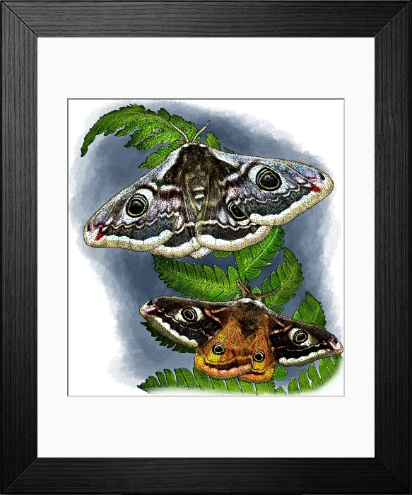Framed Print : Emperor moths Framed Print : Emperor moths