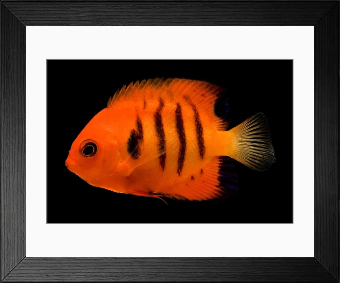 Framed Print : Flame Angelfish Framed Print : Flame Angelfish
