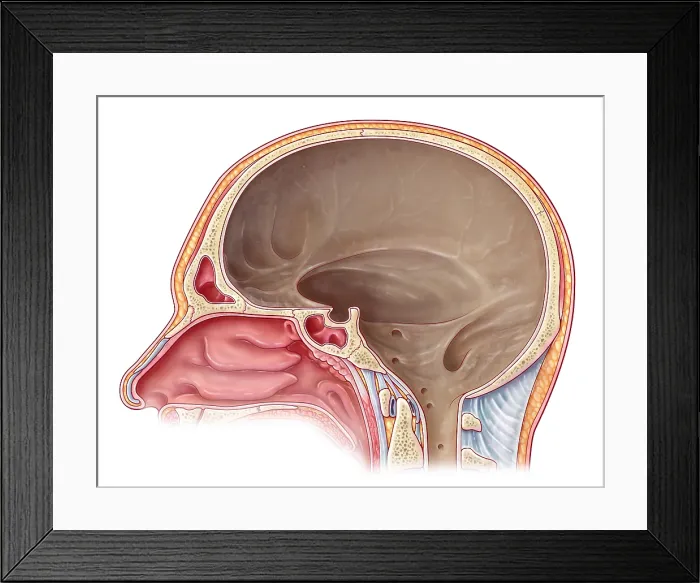 Framed Print : Cranial Cavity, Illustration