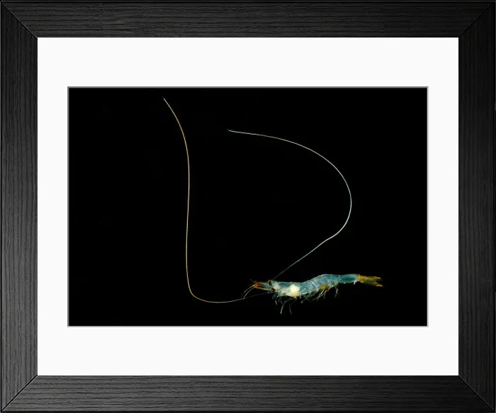 Framed Print : Shrimp (Funchalia villosa) Framed Print : Shrimp (Funchalia villosa)
