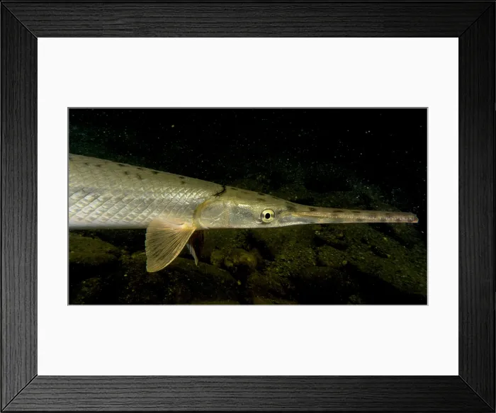 Framed Print : Longnose Gar (Lepisosteus osseus) Framed Print : Longnose Gar (Lepisosteus osseus)