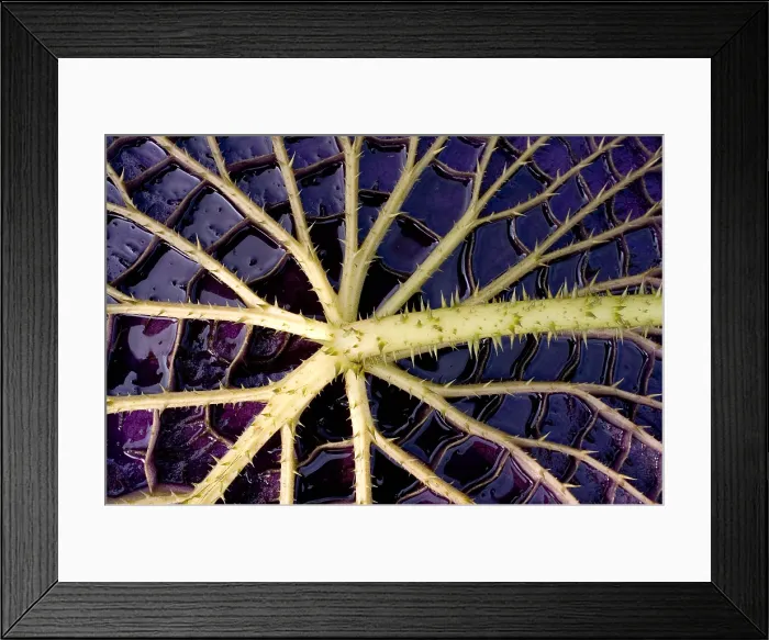 Framed Print : Queen Victoria Lily Framed Print : Queen Victoria Lily