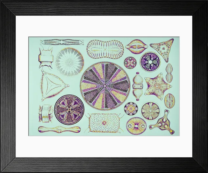 Framed Print : Diatoms, After Ernest Haeckel
