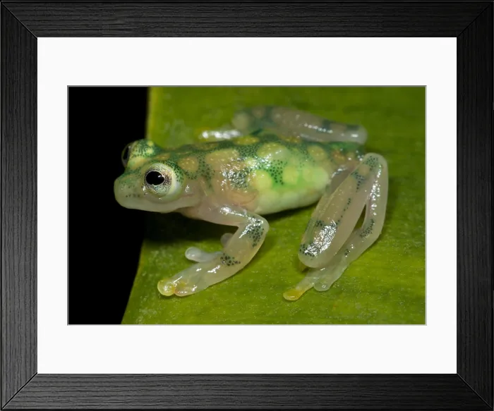 Framed Print : Reticulated Glass Frog Framed Print : Reticulated Glass Frog