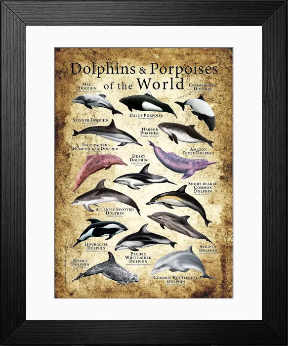 Framed Print : Dolphins & Porpoises of the World Framed Print : Dolphins & Porpoises of the World