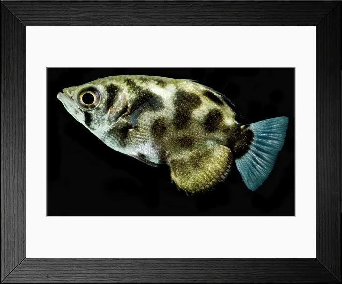 Framed Print : Clouded Archerfish (Toxotes blythii) Framed Print : Clouded Archerfish (Toxotes blythii)