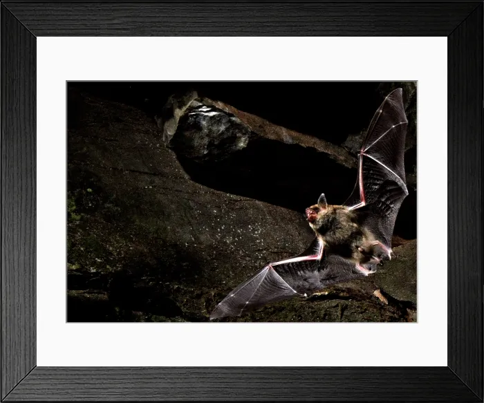 Framed Print : Cave Myotis Bat (Myotis velifer) Framed Print : Cave Myotis Bat (Myotis velifer)