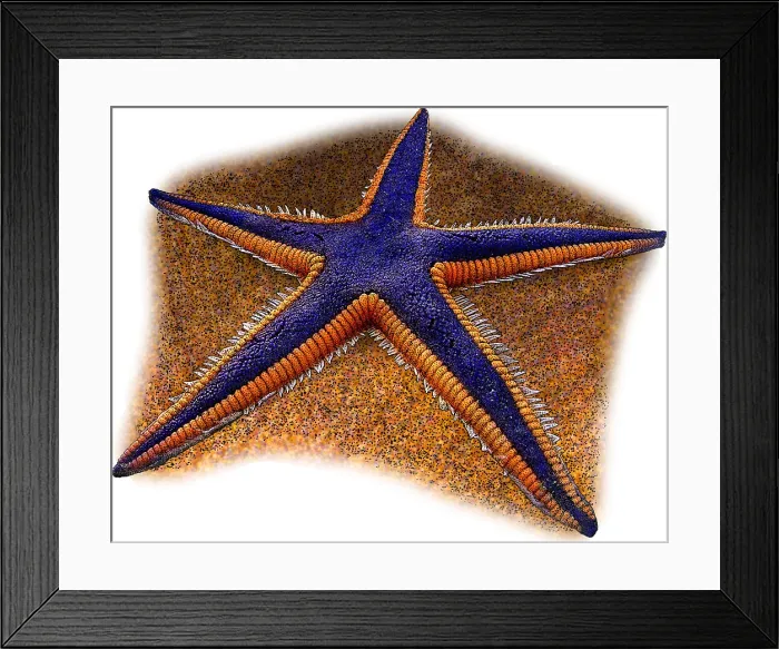 Framed Print : Royal Starfish Framed Print : Royal Starfish