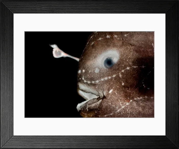 Framed Print : Larval female anglerfish, Oneirodidae
