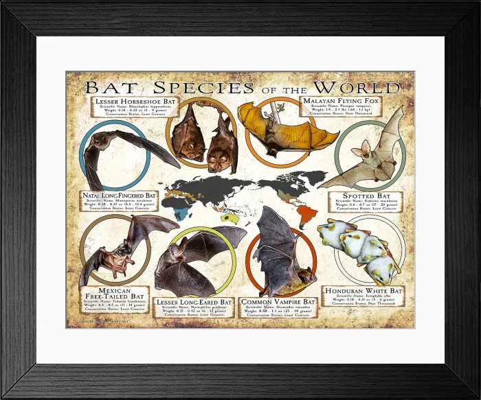 Framed Print : Bat Species of the World Framed Print : Bat Species of the World
